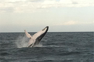 whales watching