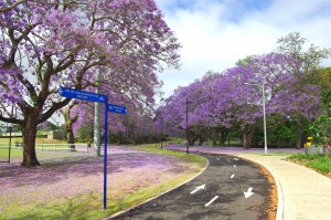 jacaranda