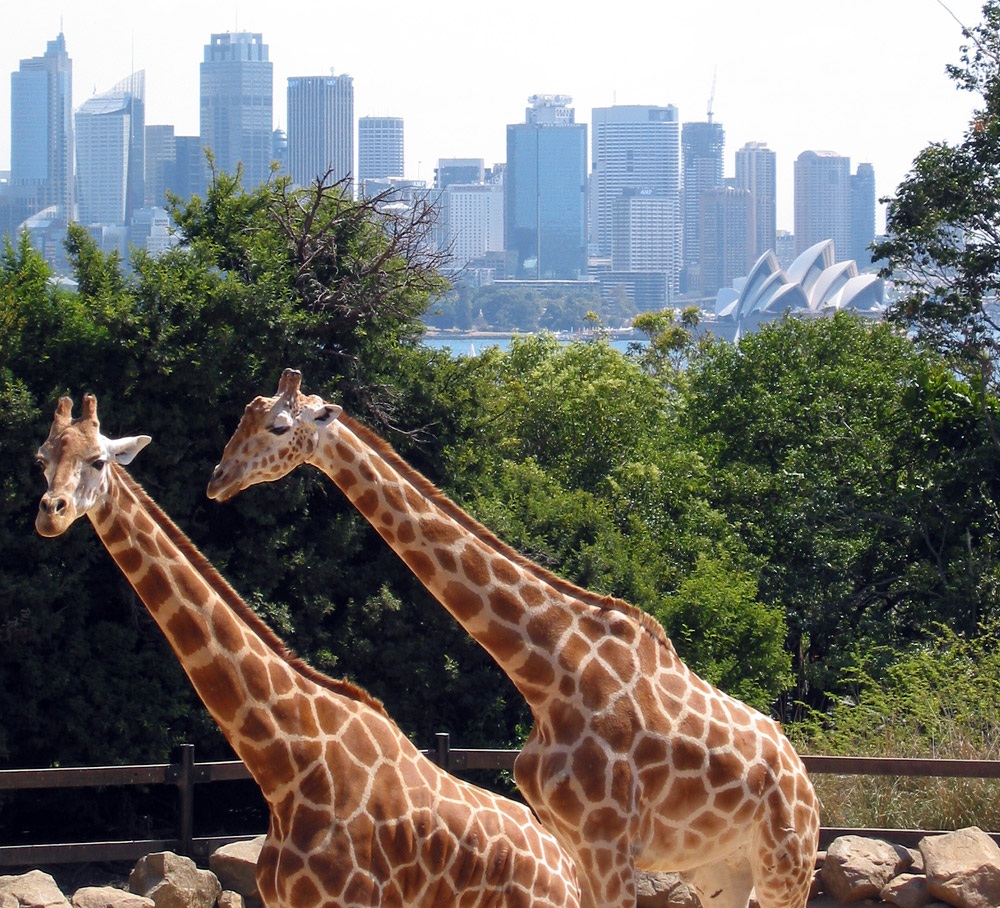 taronga zoo toys