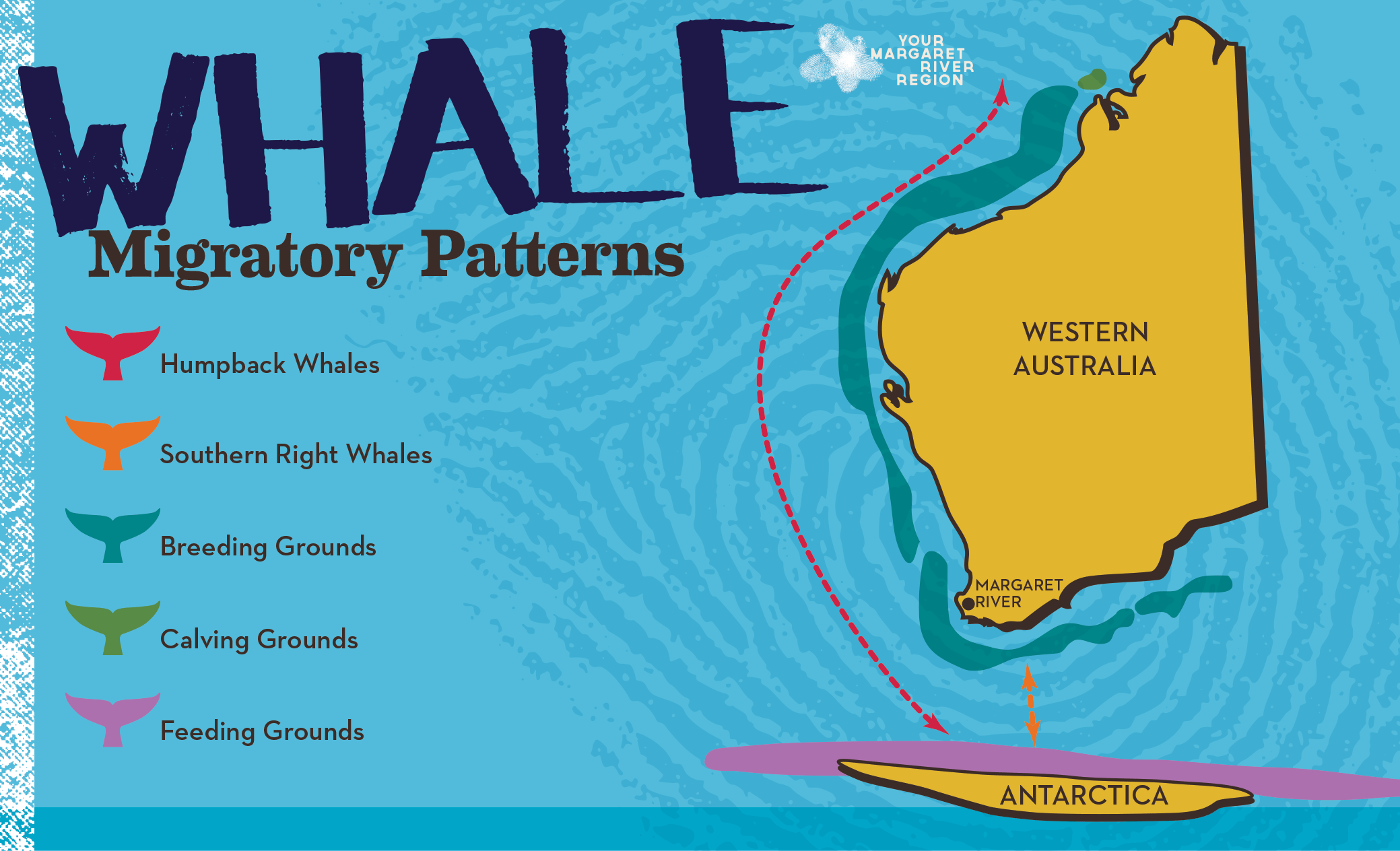 humpback whale travel routes