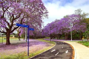 New Farm Park