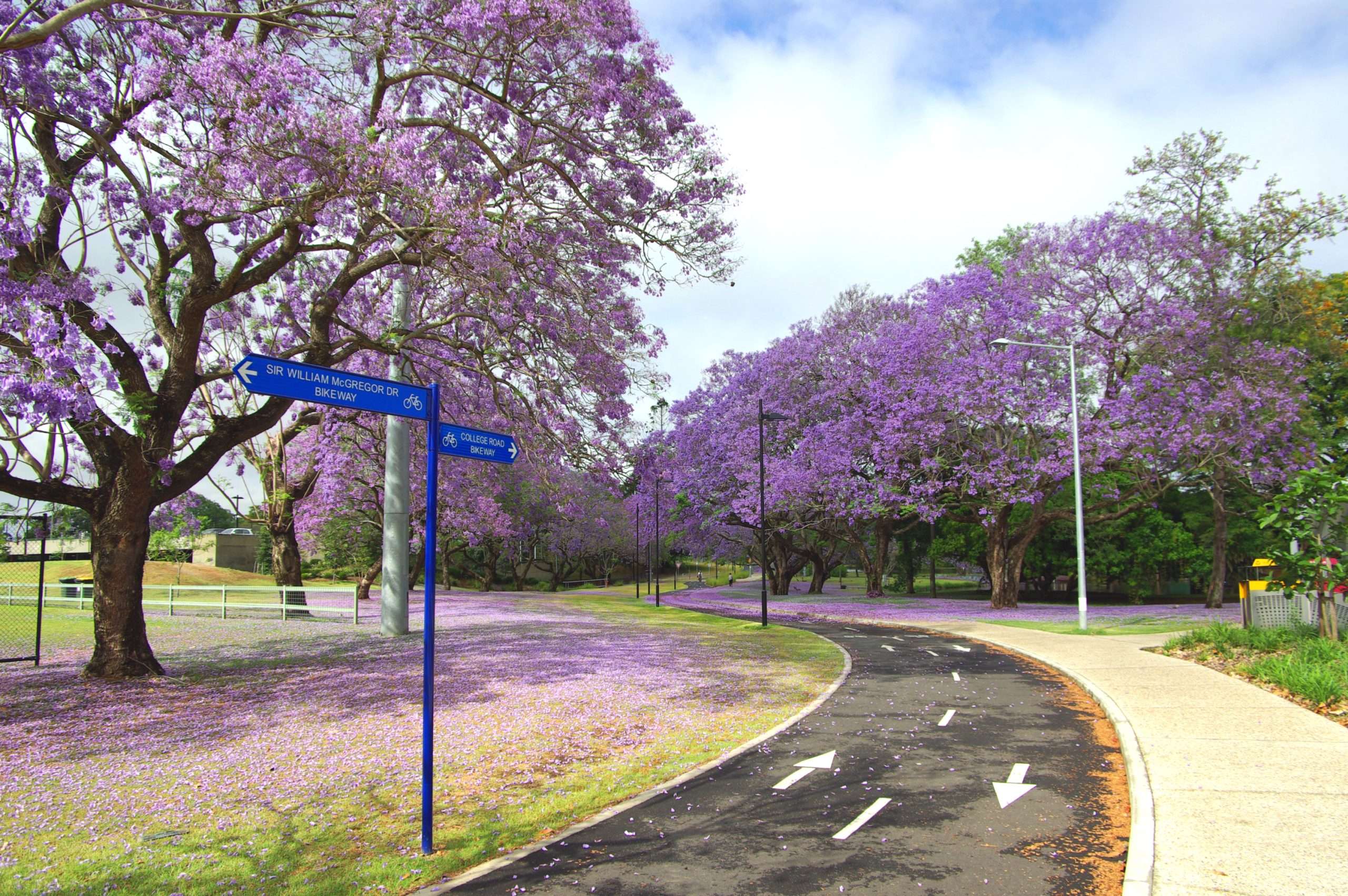 jacaranda